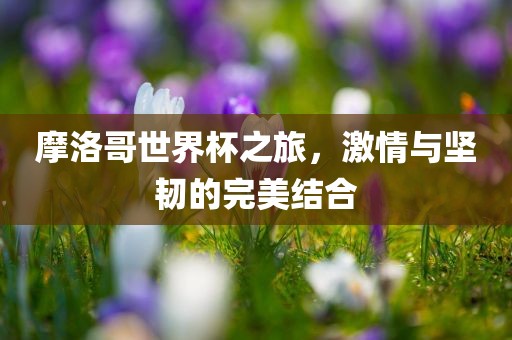 摩洛哥世界杯之旅，激情与坚韧的完美结合