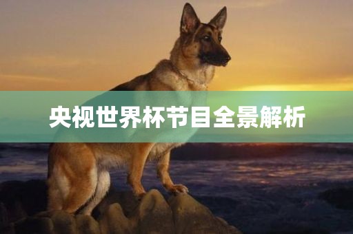 央视世界杯节目全景解析